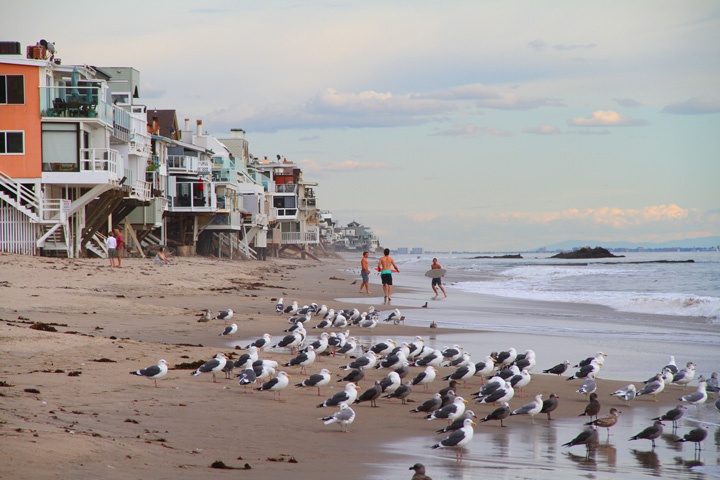 Malibu Road Ocean Front Homes For Sale in Malibu, California